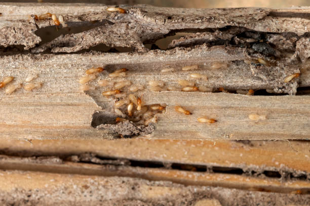 Best Mosquito Control Services  in Estancia, NM