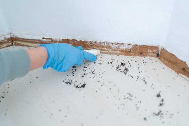 Best Pest Control Near Me  in Estancia, NM